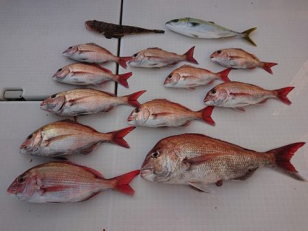 フィッシングボートACE(エース) 釣果