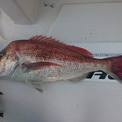 フィッシングボートACE(エース) 釣果