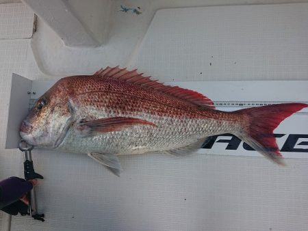 フィッシングボートACE(エース) 釣果