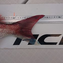 フィッシングボートACE(エース) 釣果