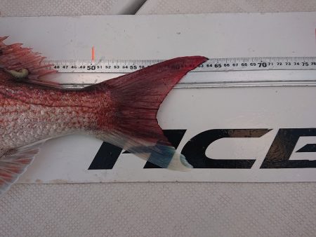 フィッシングボートACE(エース) 釣果