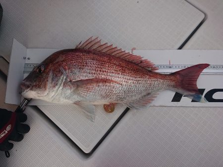 フィッシングボートACE(エース) 釣果