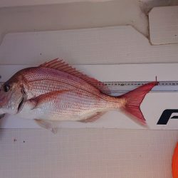 フィッシングボートACE(エース) 釣果