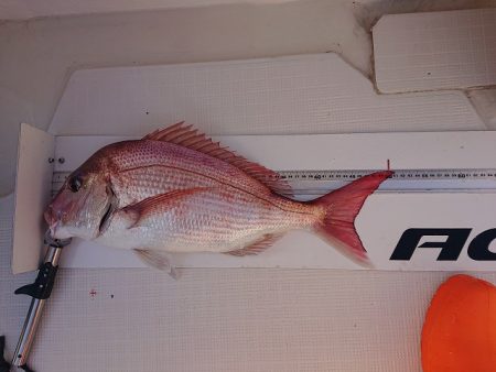 フィッシングボートACE(エース) 釣果