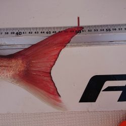 フィッシングボートACE(エース) 釣果