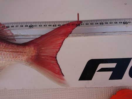 フィッシングボートACE(エース) 釣果