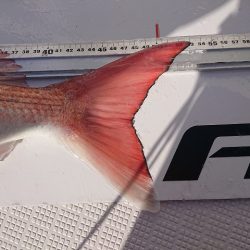 フィッシングボートACE(エース) 釣果