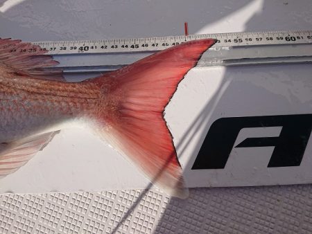 フィッシングボートACE(エース) 釣果