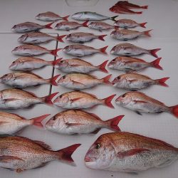 フィッシングボートACE(エース) 釣果