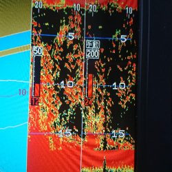 深川　吉野屋 釣果