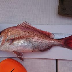 フィッシングボートACE(エース) 釣果