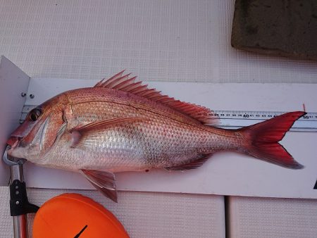 フィッシングボートACE(エース) 釣果