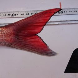 フィッシングボートACE(エース) 釣果