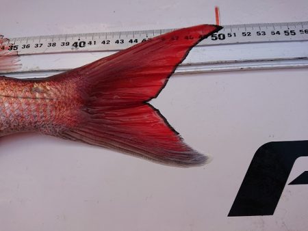 フィッシングボートACE(エース) 釣果