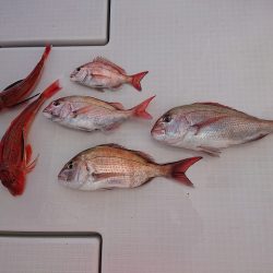 フィッシングボートACE(エース) 釣果