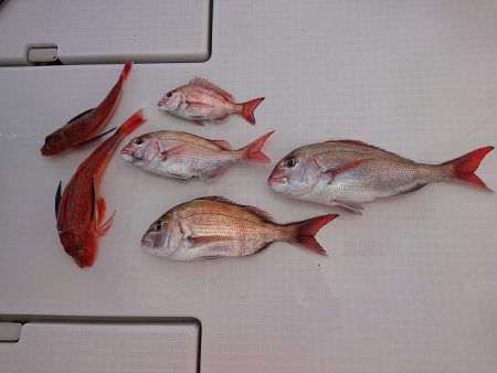 フィッシングボートACE(エース) 釣果