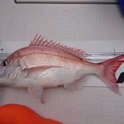 フィッシングボートACE(エース) 釣果