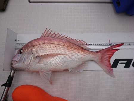 フィッシングボートACE(エース) 釣果