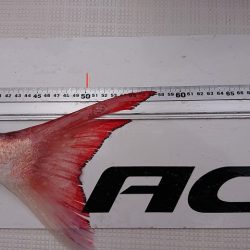 フィッシングボートACE(エース) 釣果