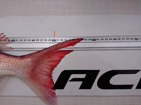 フィッシングボートACE(エース) 釣果