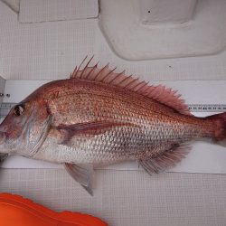 フィッシングボートACE(エース) 釣果