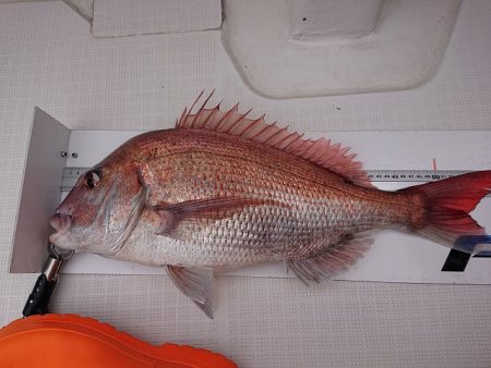 フィッシングボートACE(エース) 釣果