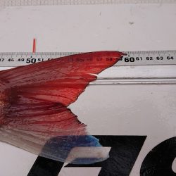 フィッシングボートACE(エース) 釣果