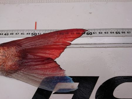 フィッシングボートACE(エース) 釣果