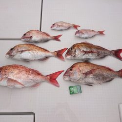 フィッシングボートACE(エース) 釣果