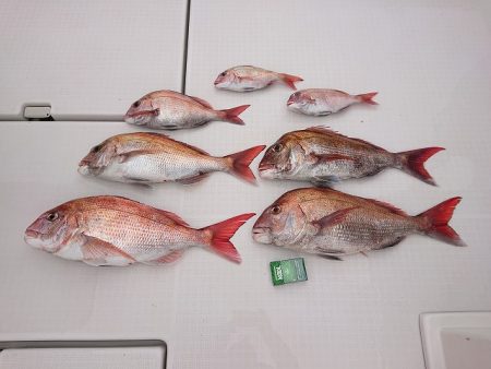 フィッシングボートACE(エース) 釣果