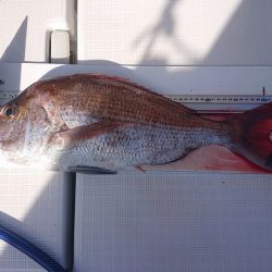 フィッシングボートACE（エース） 釣果