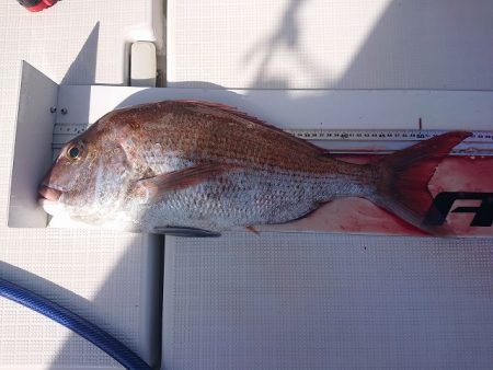 フィッシングボートACE（エース） 釣果