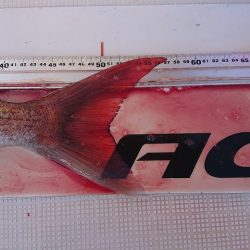 フィッシングボートACE（エース） 釣果