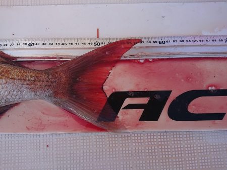 フィッシングボートACE（エース） 釣果