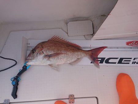 フィッシングボートACE（エース） 釣果