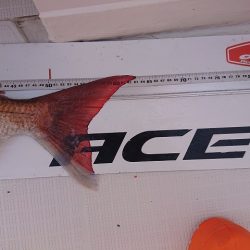 フィッシングボートACE（エース） 釣果