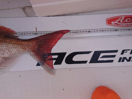 フィッシングボートACE（エース） 釣果