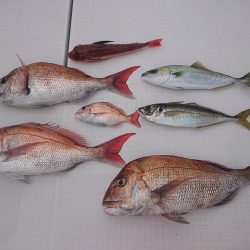 フィッシングボートACE（エース） 釣果