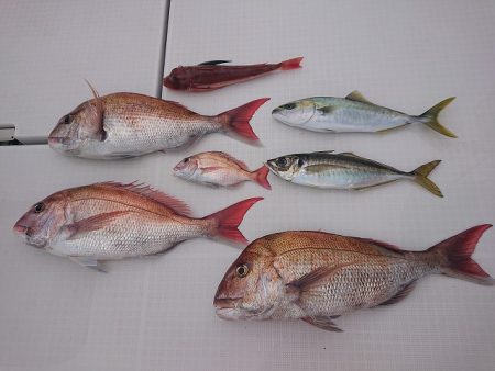 フィッシングボートACE（エース） 釣果