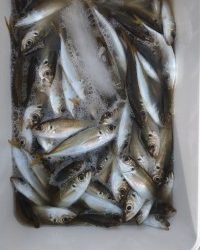 和歌山マリーナシティ釣り公園 釣果