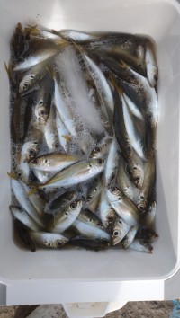 和歌山マリーナシティ釣り公園 釣果