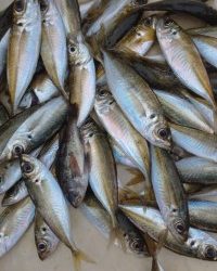 和歌山マリーナシティ釣り公園 釣果