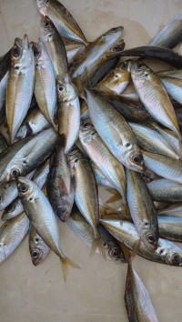 和歌山マリーナシティ釣り公園 釣果