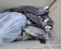 アジアマリンサービス 釣果