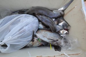 アジアマリンサービス 釣果