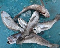 アジアマリンサービス 釣果