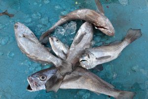 アジアマリンサービス 釣果