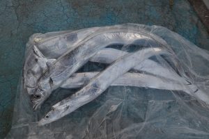 アジアマリンサービス 釣果