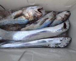 アジアマリンサービス 釣果