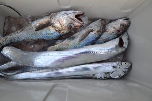 アジアマリンサービス 釣果
